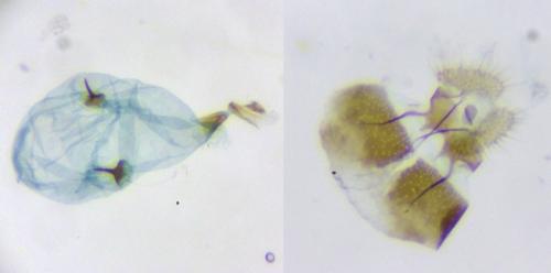 Réf. 281 586 : Pammene juniperana